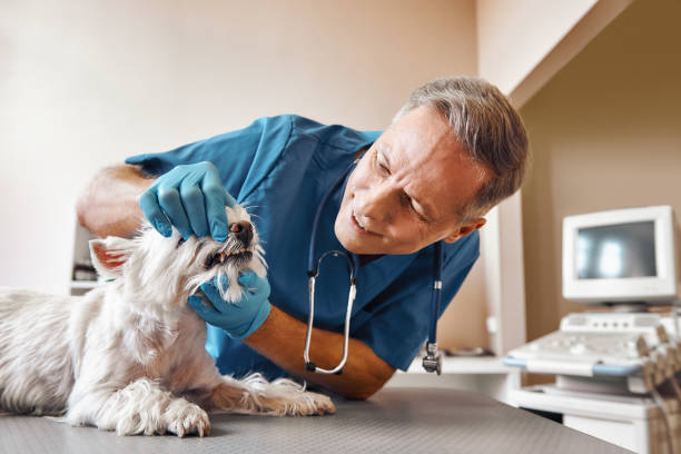 Best Emergency Dental Care for Sports Injuries in Vienna Bend, LA